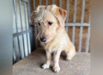 (R) süße Struppi-Hündin PALMA - 10 Monate, 36cm