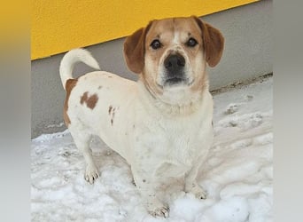 ❤️❤️❤️ knuffiger allerliebster MUFFIN - 4 Jahre, 37cm - Mischling