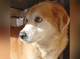 ZUCO - Engel auf 4 Pfoten - 13 Jahre, 40cm - Mischling