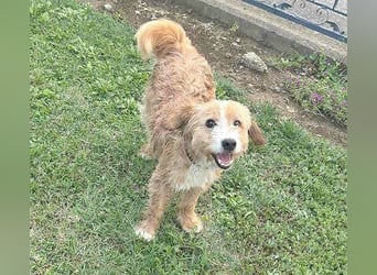 ❤️ kleiner Herzensbrecher TIMMY- 1,5 Jahre, 25cm/5,5kg - Mischling