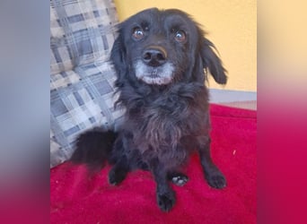 ❤️❤️❤️ Herzblatt RETHY - 10 Jahre, 32cm/8kg - kl. Mischling