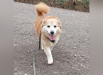 ZUCO - Engel auf 4 Pfoten - 13 Jahre, 40cm - Mischling