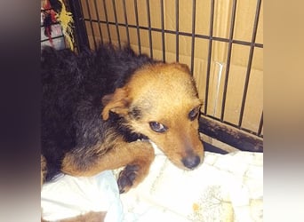 zarte kleine Hundeseele AUDREY - 1,5 Jahre, 35cm/7kg