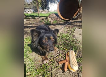 ❤️❤️❤️ liebenswerter kleiner BERRY - 2 Jahre, 32cm/13kg - Mischling