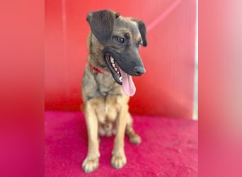 süßer Lausbub FILOU - 10 Monate, 40cm/10kg - Mischling