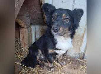 ❤️❤️❤️ liebenswerter kleiner BERRY - 2 Jahre, 32cm/13kg - Mischling