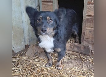 ❤️❤️❤️ liebenswerter kleiner BERRY - 2 Jahre, 32cm/13kg - Mischling