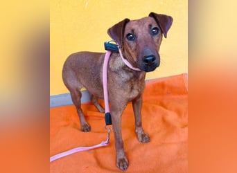 ❤️❤️❤️ ein warmes Nest für MIMI gesucht - 1,5 Jahre, 37cm/8kg - Pinscher-Mix