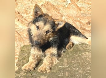 ❤️❤️❤️ liebe kleine Knutschkugel FIFI - 2 Jahre, 35cm-10kg - Mischling