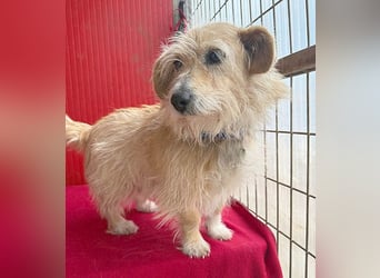 liebe kleine Struppi-Maus MOMO - 9 Jahre, 30cm/9kg