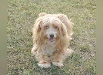 ❤️ kleiner Herzensbrecher TIMMY- 1,5 Jahre, 25cm/5,5kg - Mischling