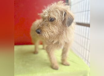 zarte Hundeseele BOGYI - 4 Jahre, 37cm/11kg - Struppi-Mix