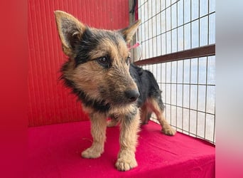 ❤️❤️❤️ kleine Knutschkugel FIFI - 2 Jahre, 35cm - Mischling