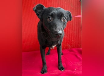 süße kleine RAVY - 7,5 Jahre, 39cm - Mischling