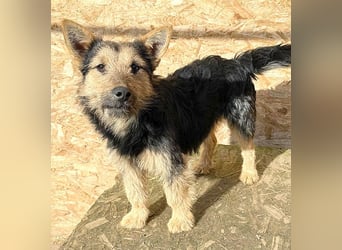 ❤️❤️❤️ liebe kleine Knutschkugel FIFI - 2 Jahre, 35cm-10kg - Mischling