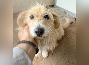 liebe kleine Struppi-Maus MOMO - 9 Jahre, 30cm/9kg