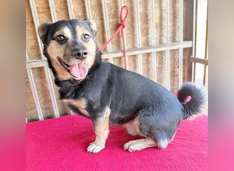 ❤️❤️❤️ kleine Hundeseele RAFFY - 8 Jahre, 36cm/12kg - Mischling