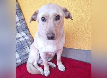 ❤️❤️❤️ (R)* liebenswerter kleiner Schatz HEDI - 2 Jahre/35cm