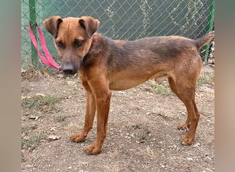 ❤️❤️❤️ kleiner Schatz BERTI - 1,5 Jahre, 38cm/10kg - Pinscher-Mix