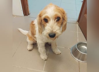 unwiderstehlicher COOPER - 7 Monate, 39cm/11kg - Spaniel/Havaneser? unwiderstehlicher COOPER - 7 Monate, 39cm/11kg - Spaniel/Havaneser?