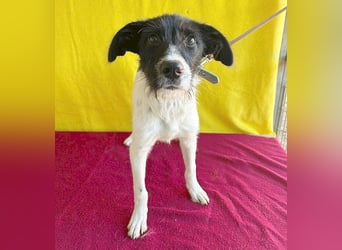 ❤️ liebes Spielkind MERLIN - 1 Jahr, 38cm/9kg - Mischling