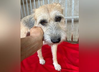 ❤️❤️❤️zarte Hundeseele SZOFI - 4,5 Jahre, 40cm/12kg - Struppi-Mix