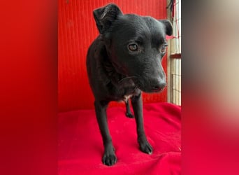 süße kleine RAVY - 7,5 Jahre, 39cm - Mischling