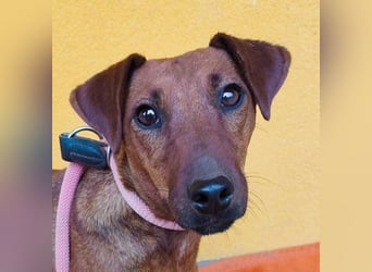 ❤️❤️❤️ ein warmes Nest für MIMI gesucht - 1,5 Jahre, 37cm/8kg - Pinscher-Mix