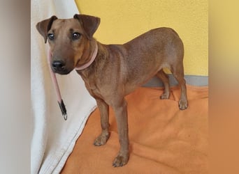 ❤️❤️❤️ ein warmes Nest für MIMI gesucht - 1,5 Jahre, 37cm/8kg - Pinscher-Mix