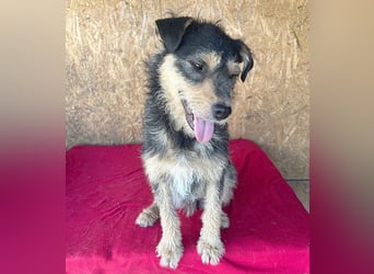 *(R)* ❤️❤️❤️ Sonnenschein RAVY - 7,5 Jahre, 39cm/14kg - Mischling
