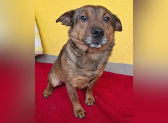 ❤️❤️❤️ arme Hundeseele BOBBY - 5 ,5 Jahre, 36cm/12kg - kl. Mischling