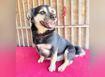 ❤️❤️❤️ kleine Hundeseele RAFFY - 8 Jahre, 36cm/12kg - Mischling