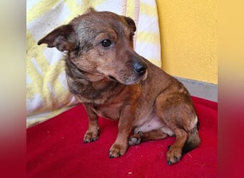❤️❤️❤️ arme Hundeseele BOBBY - 5 ,5 Jahre, 36cm/12kg - kl. Mischling
