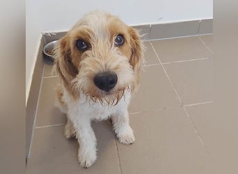 unwiderstehlicher COOPER - 7 Monate, 39cm/11kg - Spaniel/Havaneser? unwiderstehlicher COOPER - 7 Monate, 39cm/11kg - Spaniel/Havaneser?