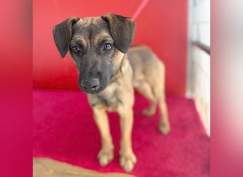 süßer Lausbub FILOU - 10 Monate, 40cm/10kg - Mischling