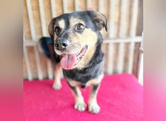 ❤️❤️❤️ kleine Hundeseele RAFFY - 8 Jahre, 36cm/12kg - Mischling