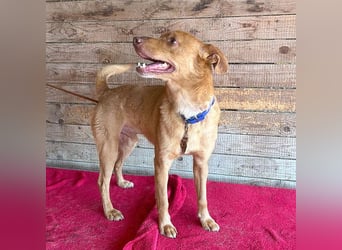 ❤️❤️❤️ pfiffiger kleiner DINGO - 1,5 Jahre, 40cm/10kg - Mischling