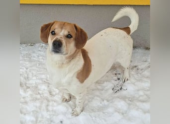 ❤️❤️❤️ knuffiger allerliebster MUFFIN - 4 Jahre, 37cm - Mischling