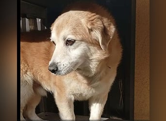 ZUCO - Engel auf 4 Pfoten - 13 Jahre, 40cm - Mischling