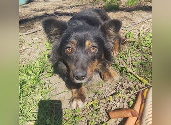 ❤️❤️❤️ liebenswerter kleiner BERRY - 2 Jahre, 32cm/13kg - Mischling