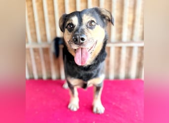 ❤️❤️❤️ kleine Hundeseele RAFFY - 8 Jahre, 36cm/12kg - Mischling