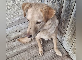 ❤️❤️❤️ liebenswerter FRENKI ging durch die Hölle - 3 Jahre, 42cm - Mischling