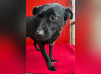 süße kleine RAVY - 7,5 Jahre, 39cm - Mischling