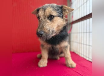 ❤️❤️❤️ kleine Knutschkugel FIFI - 2 Jahre, 35cm - Mischling