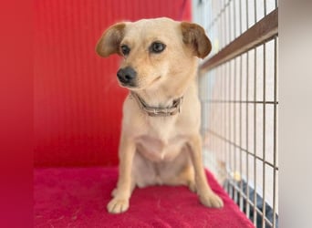 ❤️ zarte Hundeseele TILLY - 2 Jahre, 40cm/9kg - Mischling