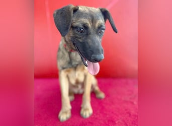 süßer Lausbub FILOU - 10 Monate, 40cm/10kg - Mischling