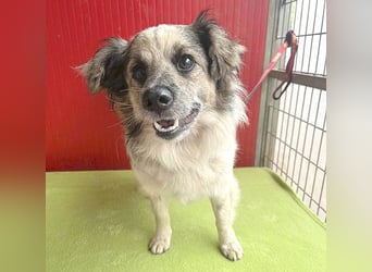 *(R)* ❤️❤️❤️ netter Wuschel-Mix FLUFFY - 2 Jahre, 40cm/11kg