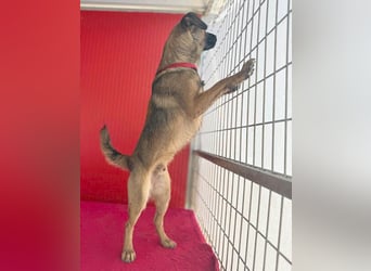 süßer Lausbub FILOU - 10 Monate, 40cm/10kg - Mischling