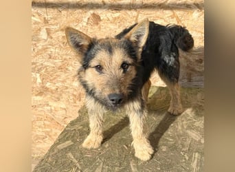 ❤️❤️❤️ liebe kleine Knutschkugel FIFI - 2 Jahre, 35cm-10kg - Mischling