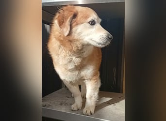 ZUCO - Engel auf 4 Pfoten - 13 Jahre, 40cm - Mischling